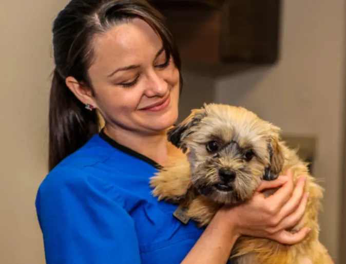 Veterinarian Holding a Small Brown Dog at Islington Village Animal Hospital